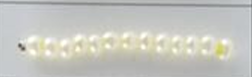 Shell Galvanized Seed Beads Size 11/0 - Lemon Pearl